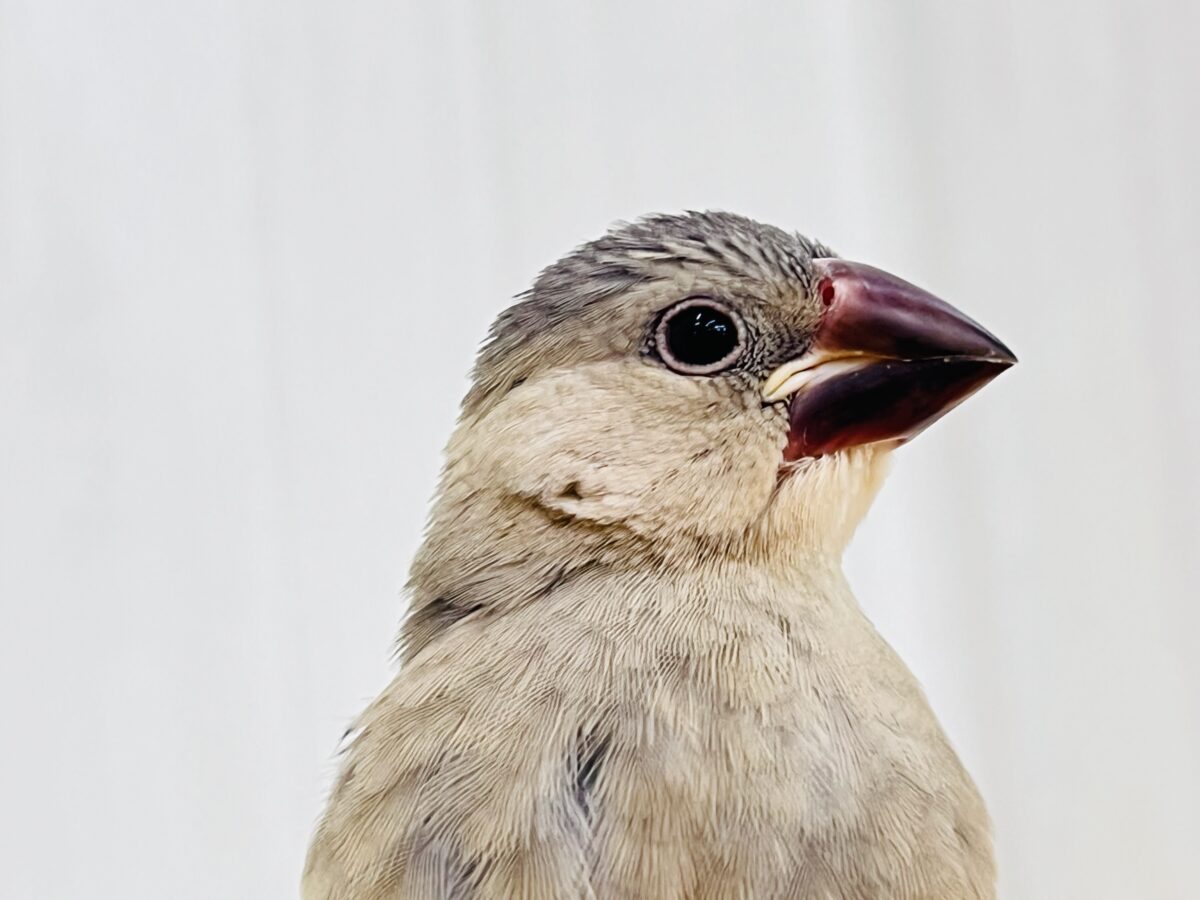 お目目パッチリ✨👀慣れ度急上昇中〜❤️桜文鳥です🌸 桜文鳥