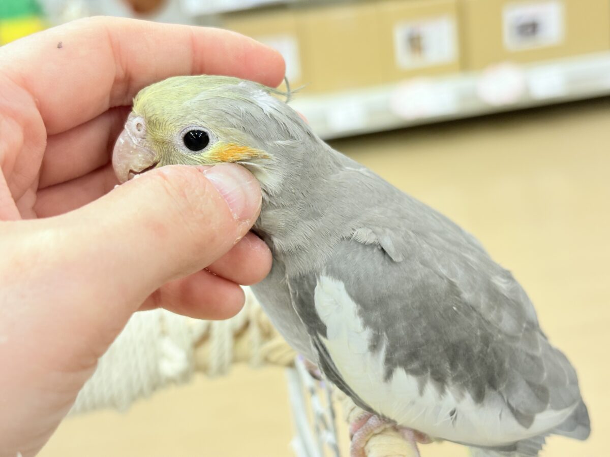 オカメインコ
