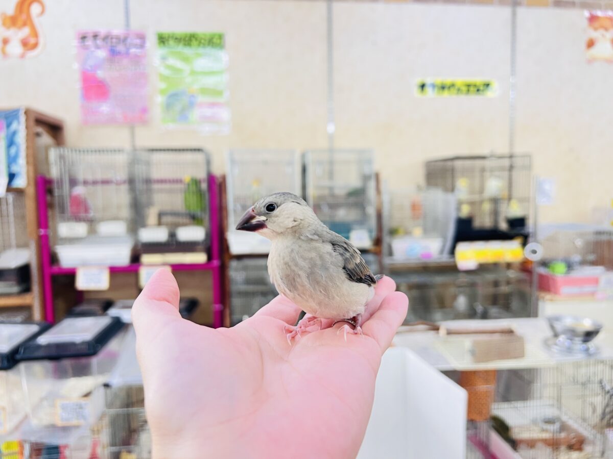 お目目パッチリ✨👀慣れ度急上昇中〜❤️桜文鳥です🌸 桜文鳥