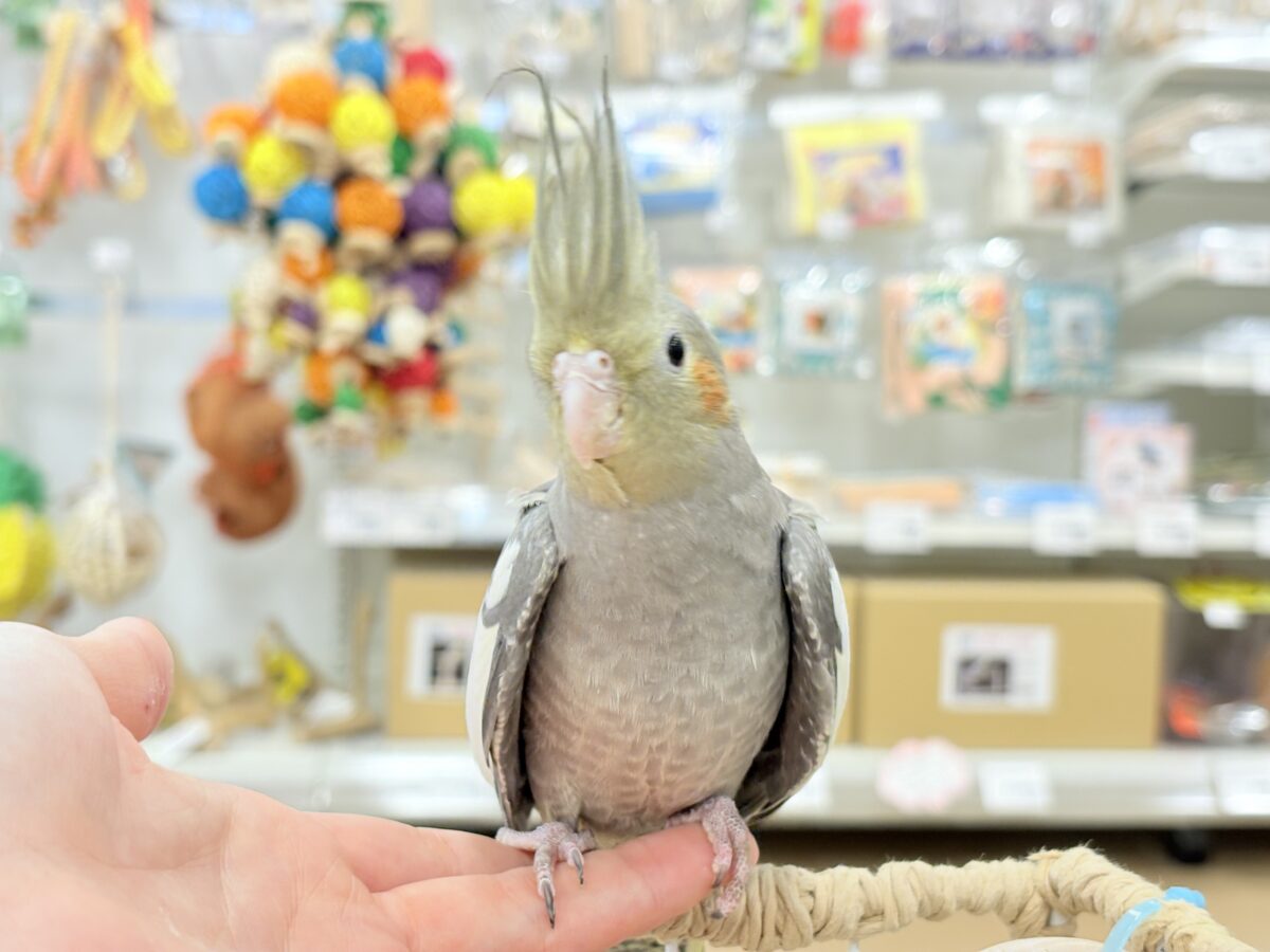 オカメインコ