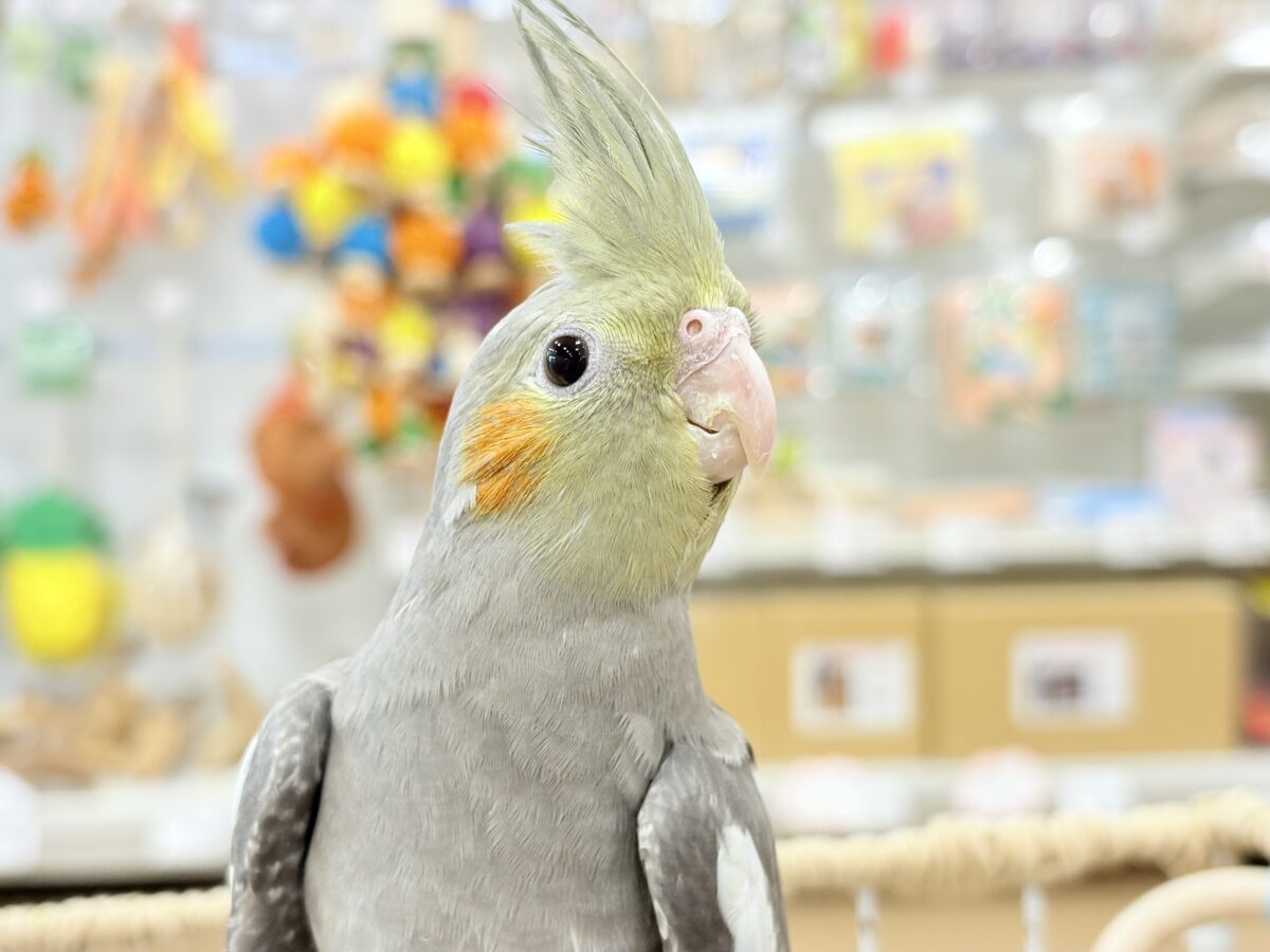 オカメ沼、深いです🩶オカメインコ(ノーマル) オカメインコ