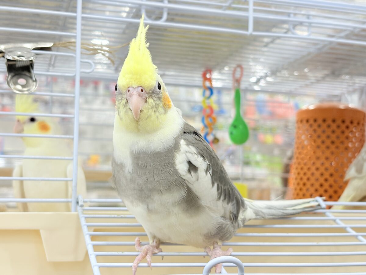 オカメインコ