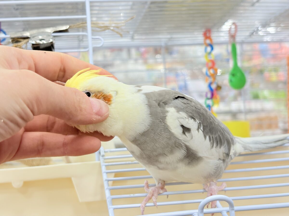 オカメインコ