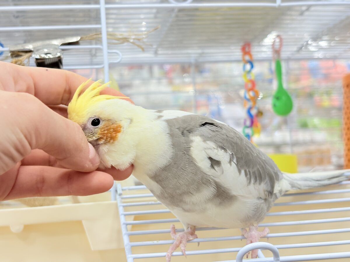 【最新画像更新🪄】目指すよ♡デレデレオカメちゃん♡オカメインコ(パイド) オカメインコ