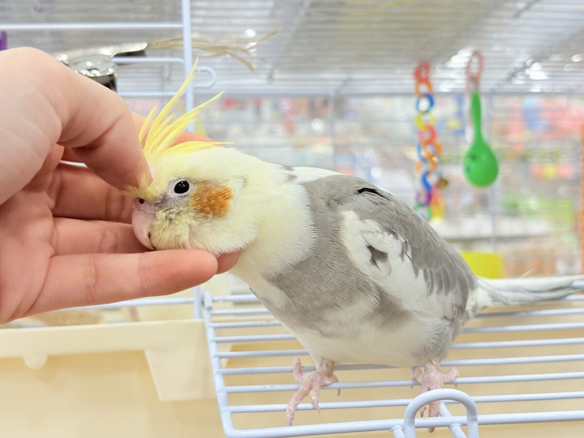 【最新画像更新🪄】目指すよ♡デレデレオカメちゃん♡オカメインコ(パイド) オカメインコ