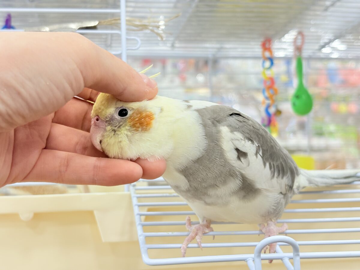 オカメインコ
