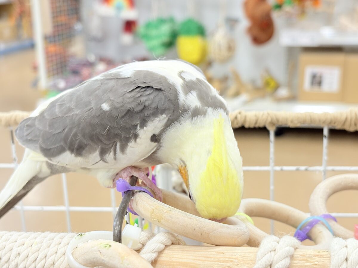 【最新画像更新🪄】目指すよ♡デレデレオカメちゃん♡オカメインコ(パイド) オカメインコ