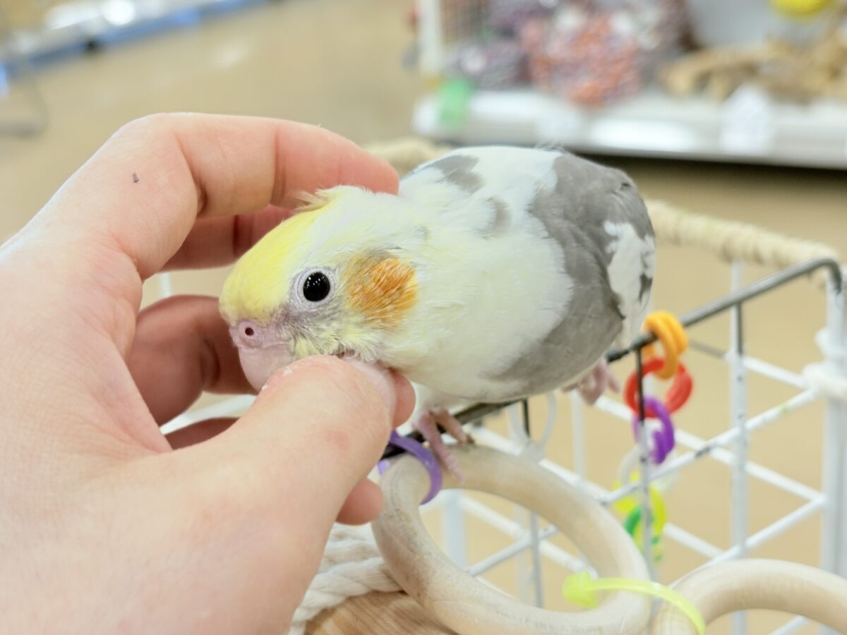 オカメインコ