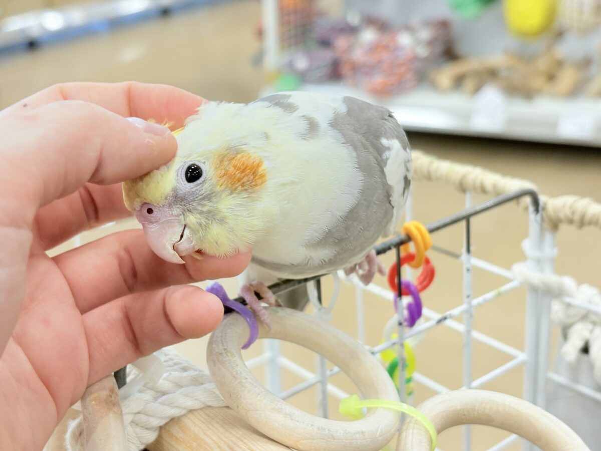 【最新画像更新🪄】目指すよ♡デレデレオカメちゃん♡オカメインコ(パイド) オカメインコ