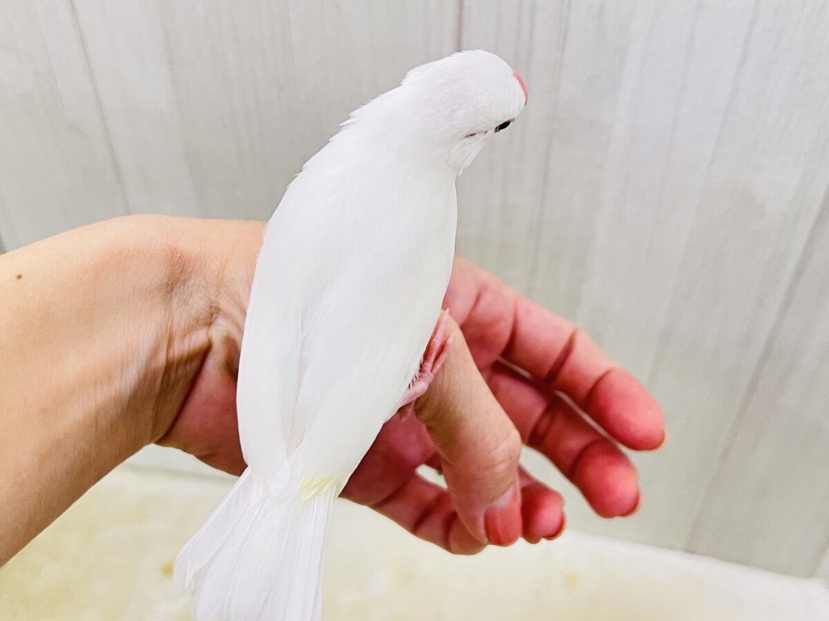 カキカキでうっとり🩷純白な白文鳥さんです✨ 白文鳥