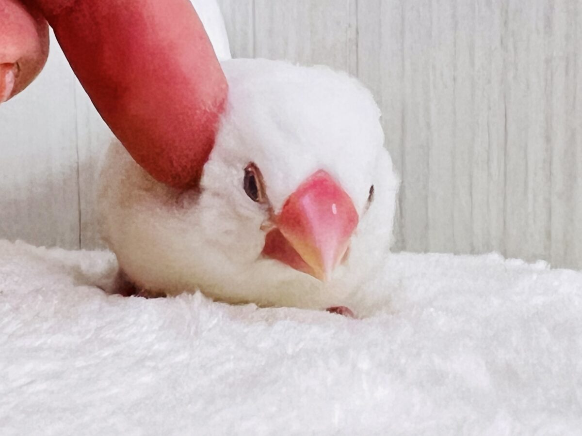 カキカキでうっとり🩷純白な白文鳥さんです✨ 白文鳥