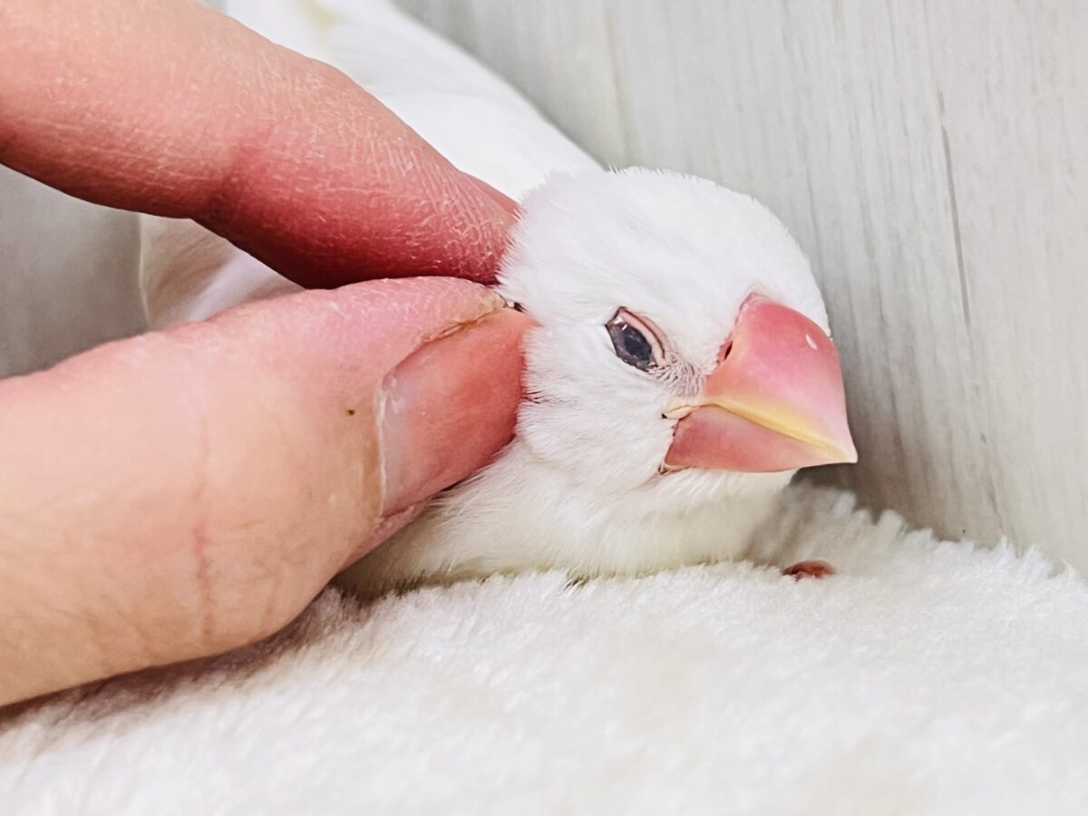 カキカキでうっとり🩷純白な白文鳥さんです✨ 白文鳥