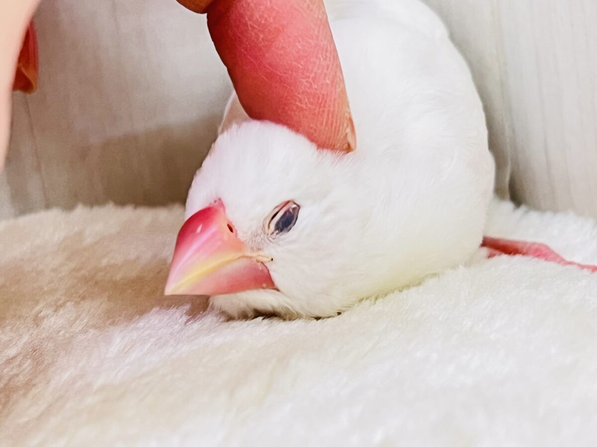 白文鳥