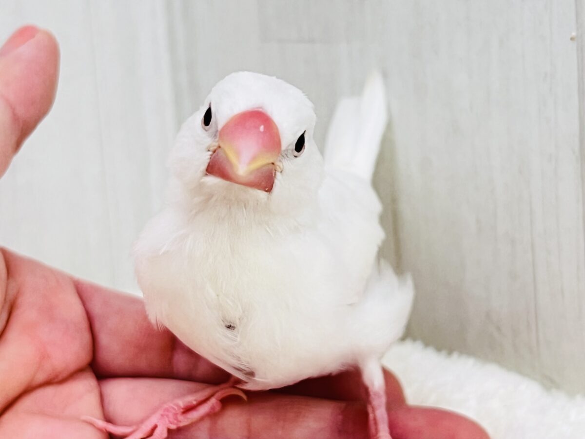 カキカキでうっとり🩷純白な白文鳥さんです✨ 白文鳥