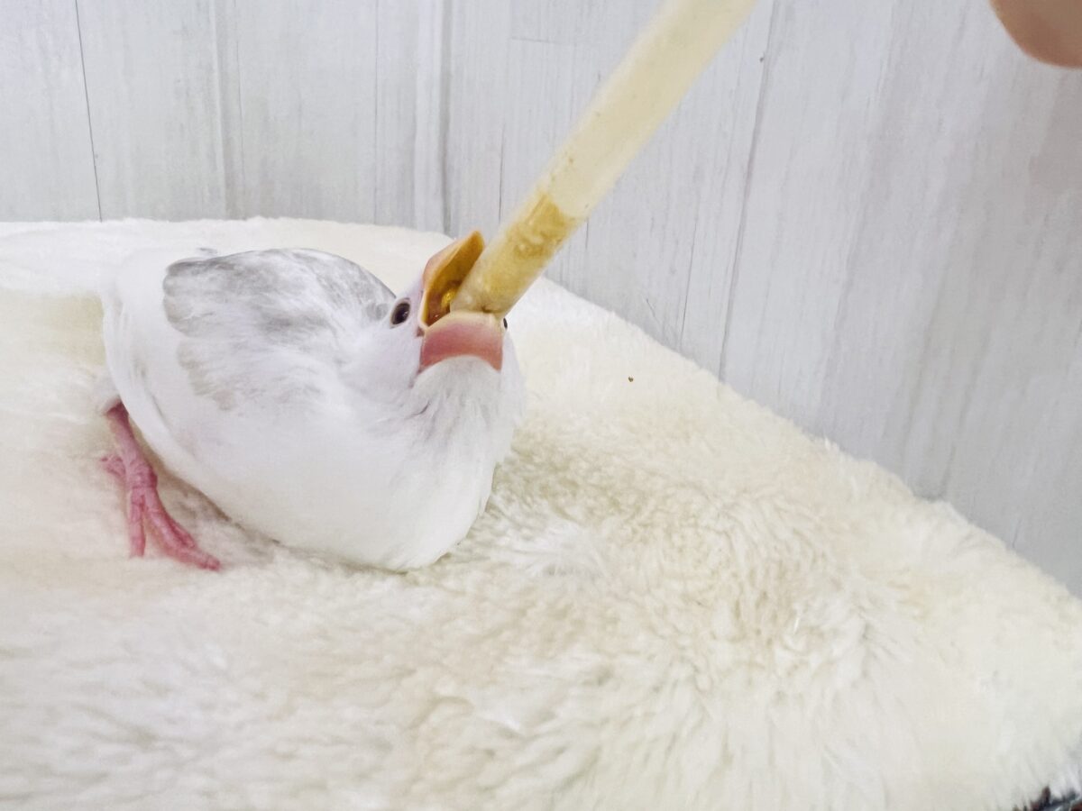 手に吸い込まれる〜🌪️背中グレーの白文鳥♡ 白文鳥