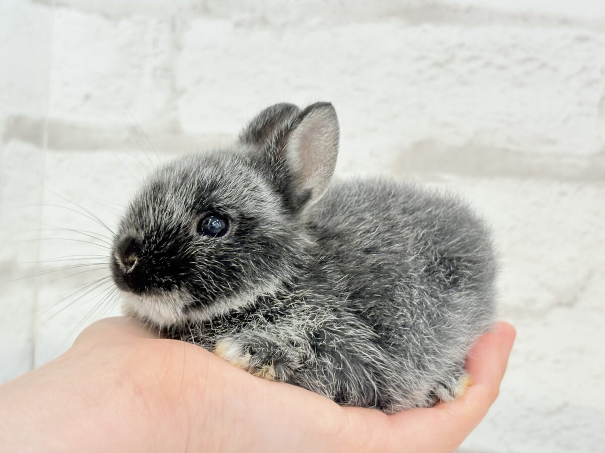 【最新画像・動画更新🪄】初入舎💖お人形さんみたいな子🐰💖ポーリッシュ(男の子) ポーリッシュ