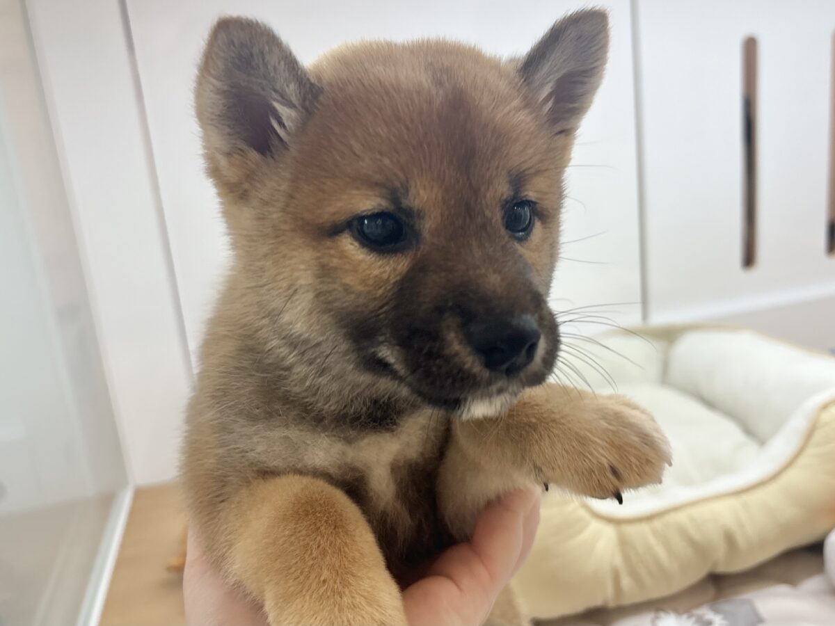 柴犬