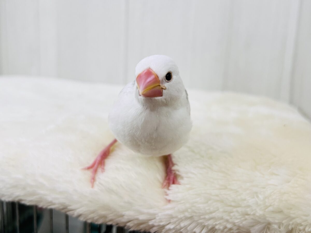 白文鳥
