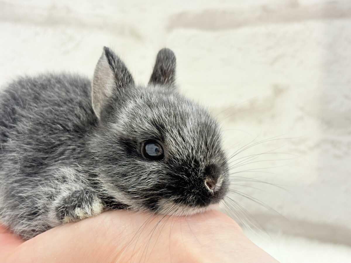 【最新画像・動画更新🪄】初入舎💖お人形さんみたいな子🐰💖ポーリッシュ(男の子) ポーリッシュ