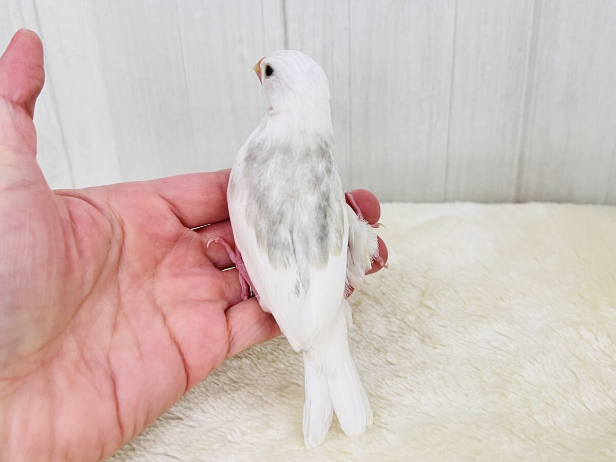手に吸い込まれる〜🌪️背中グレーの白文鳥♡ 白文鳥