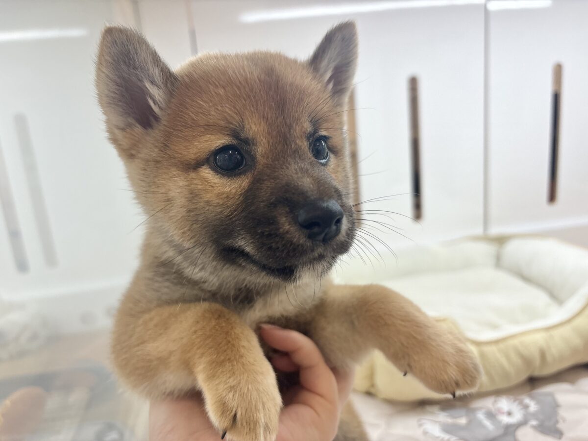 ステップダンスが得意なの〜🎶柴犬ちゃん! 柴犬
