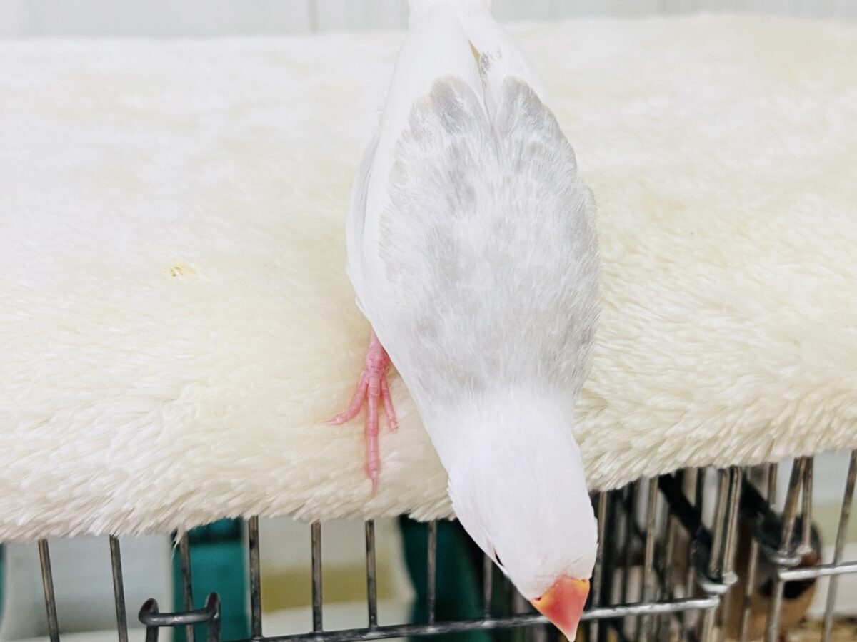 手に吸い込まれる〜🌪️背中グレーの白文鳥♡ 白文鳥