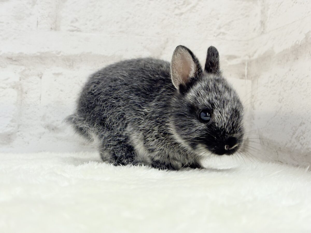 【最新画像・動画更新🪄】初入舎💖お人形さんみたいな子🐰💖ポーリッシュ(男の子) ポーリッシュ