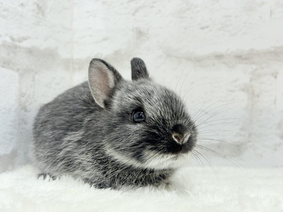 【最新画像・動画更新🪄】初入舎💖お人形さんみたいな子🐰💖ポーリッシュ(男の子) ポーリッシュ