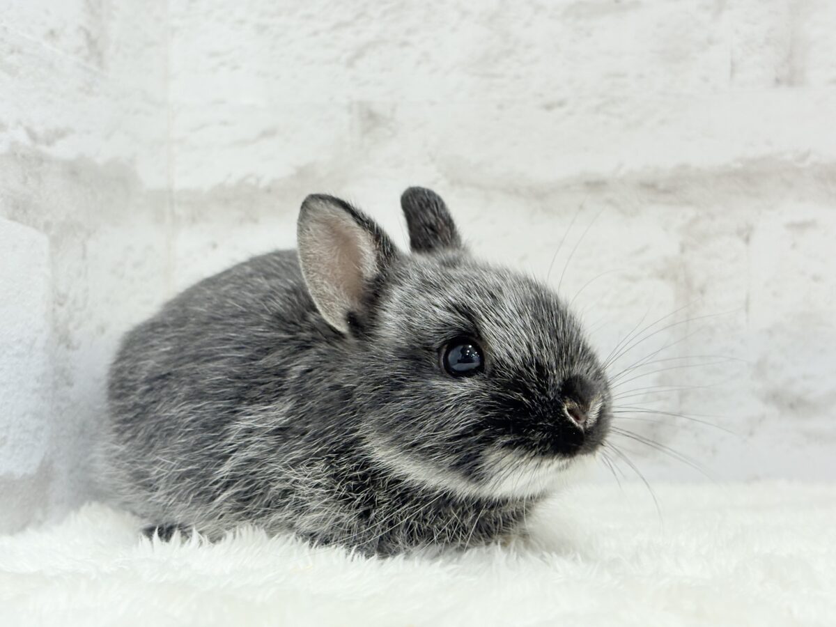 【最新画像・動画更新🪄】初入舎💖お人形さんみたいな子🐰💖ポーリッシュ(男の子) ポーリッシュ