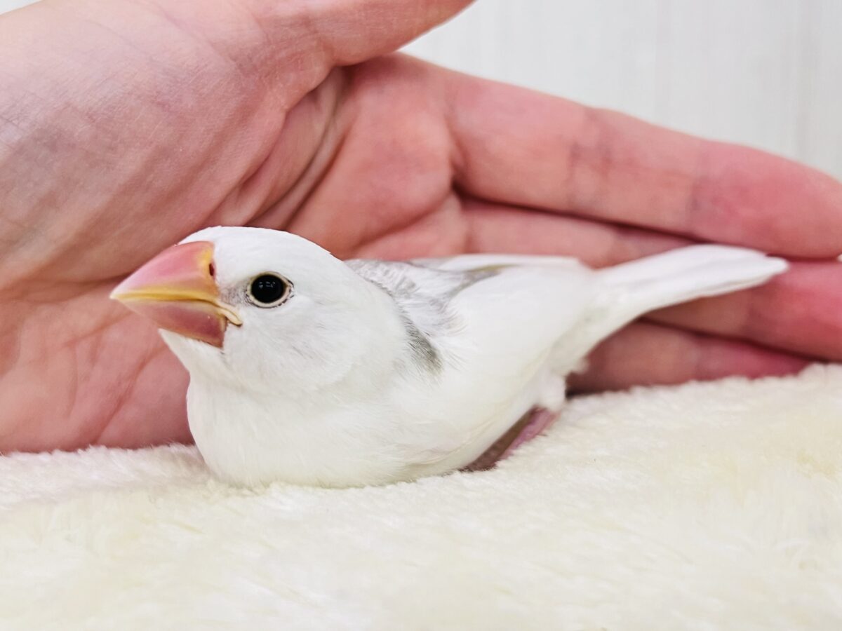 手に吸い込まれる〜🌪️背中グレーの白文鳥♡ 白文鳥