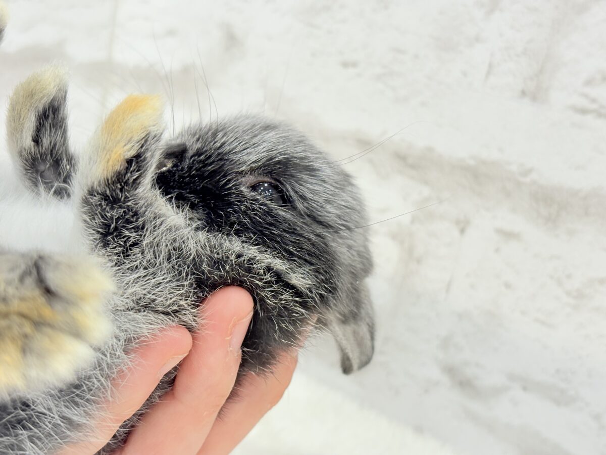 【最新画像・動画更新🪄】初入舎💖お人形さんみたいな子🐰💖ポーリッシュ(男の子) ポーリッシュ