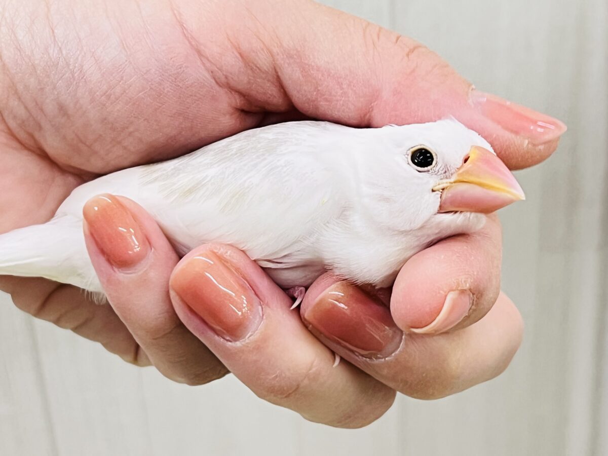 手に吸い込まれる〜🌪️背中グレーの白文鳥♡ 白文鳥