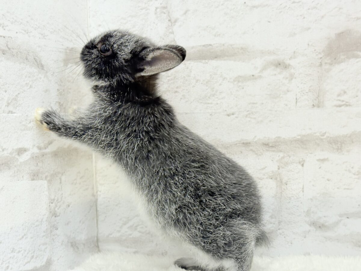 【最新画像・動画更新🪄】初入舎💖お人形さんみたいな子🐰💖ポーリッシュ(男の子) ポーリッシュ