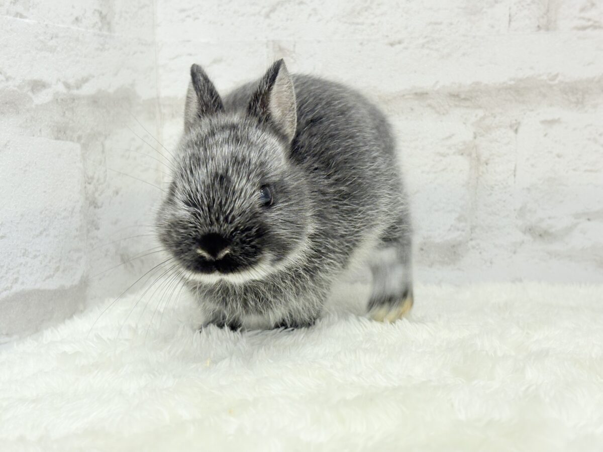 【最新画像・動画更新🪄】初入舎💖お人形さんみたいな子🐰💖ポーリッシュ(男の子) ポーリッシュ