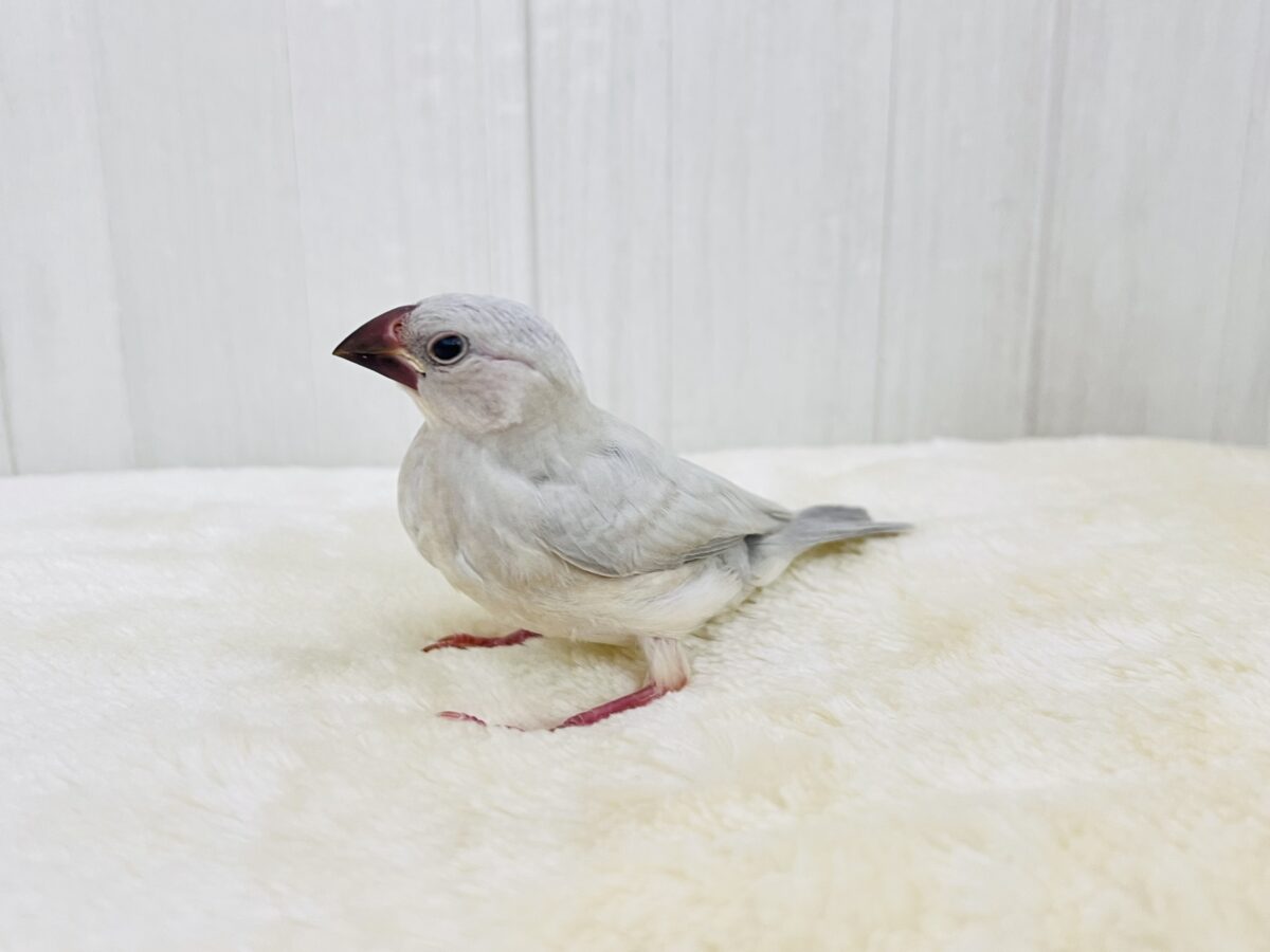 シルバー文鳥