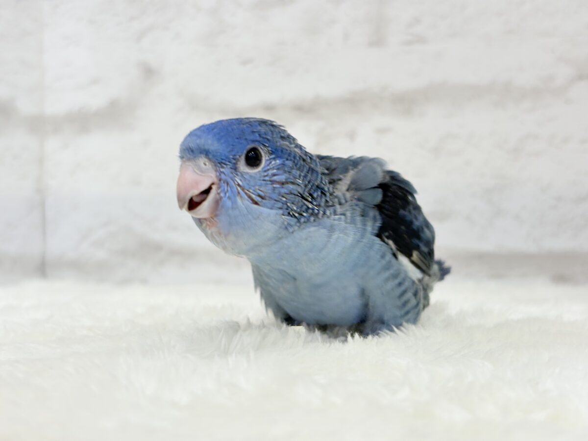元気いっぱい☆ピーポポポ🐥🪅💙サザナミインコ(コバルト) ヒナ サザナミインコ