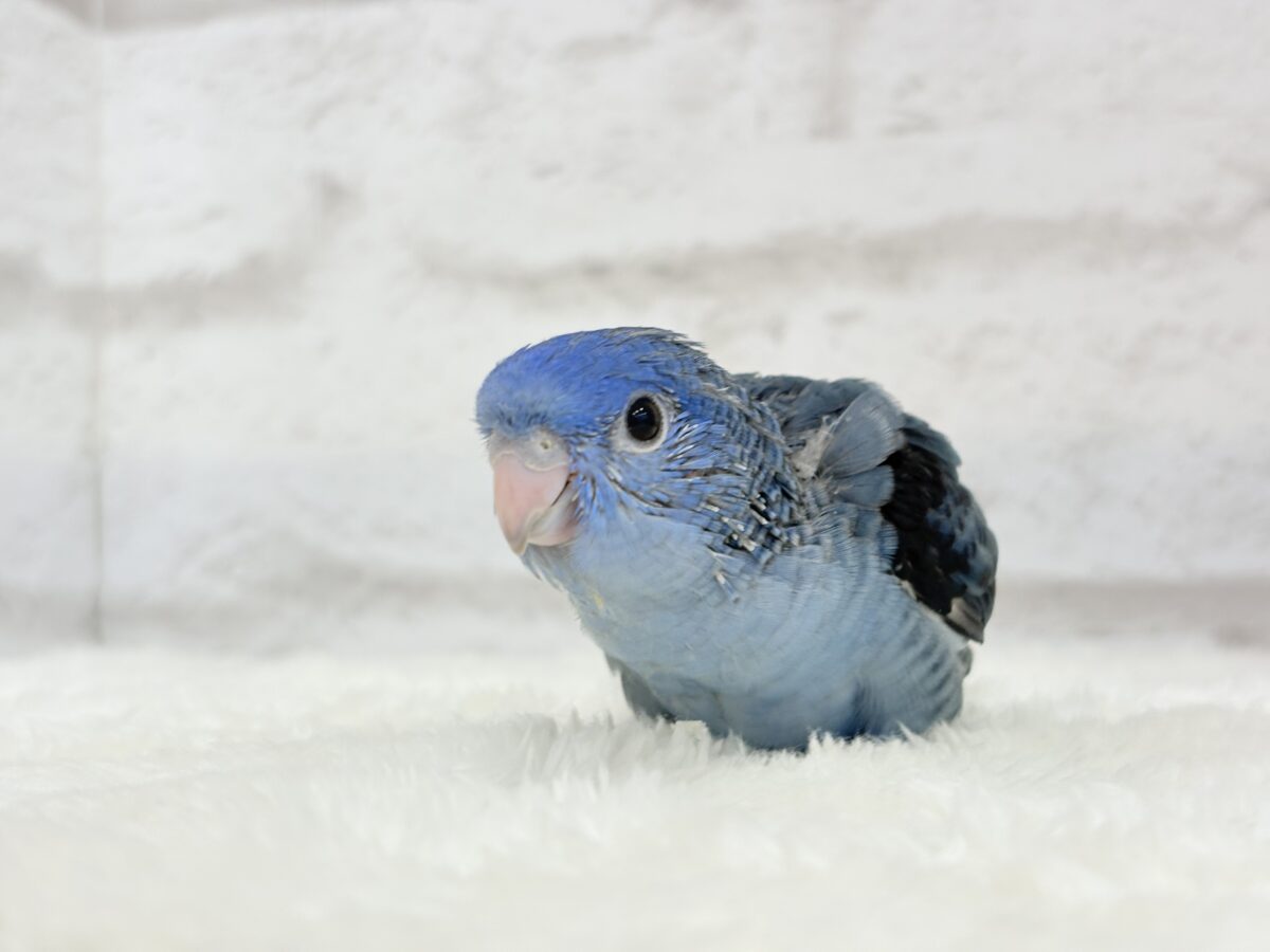 サザナミインコ