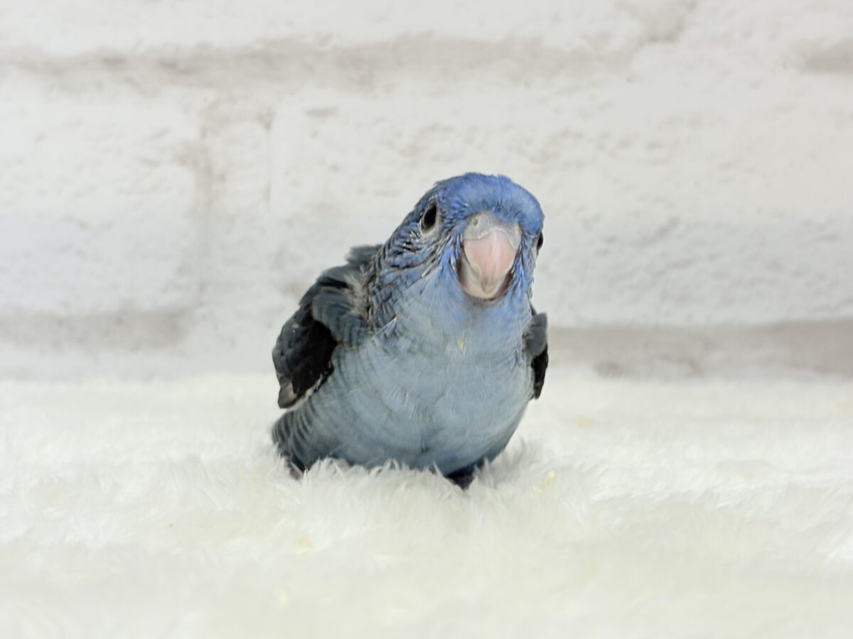 元気いっぱい☆ピーポポポ🐥🪅💙サザナミインコ(コバルト) ヒナ サザナミインコ