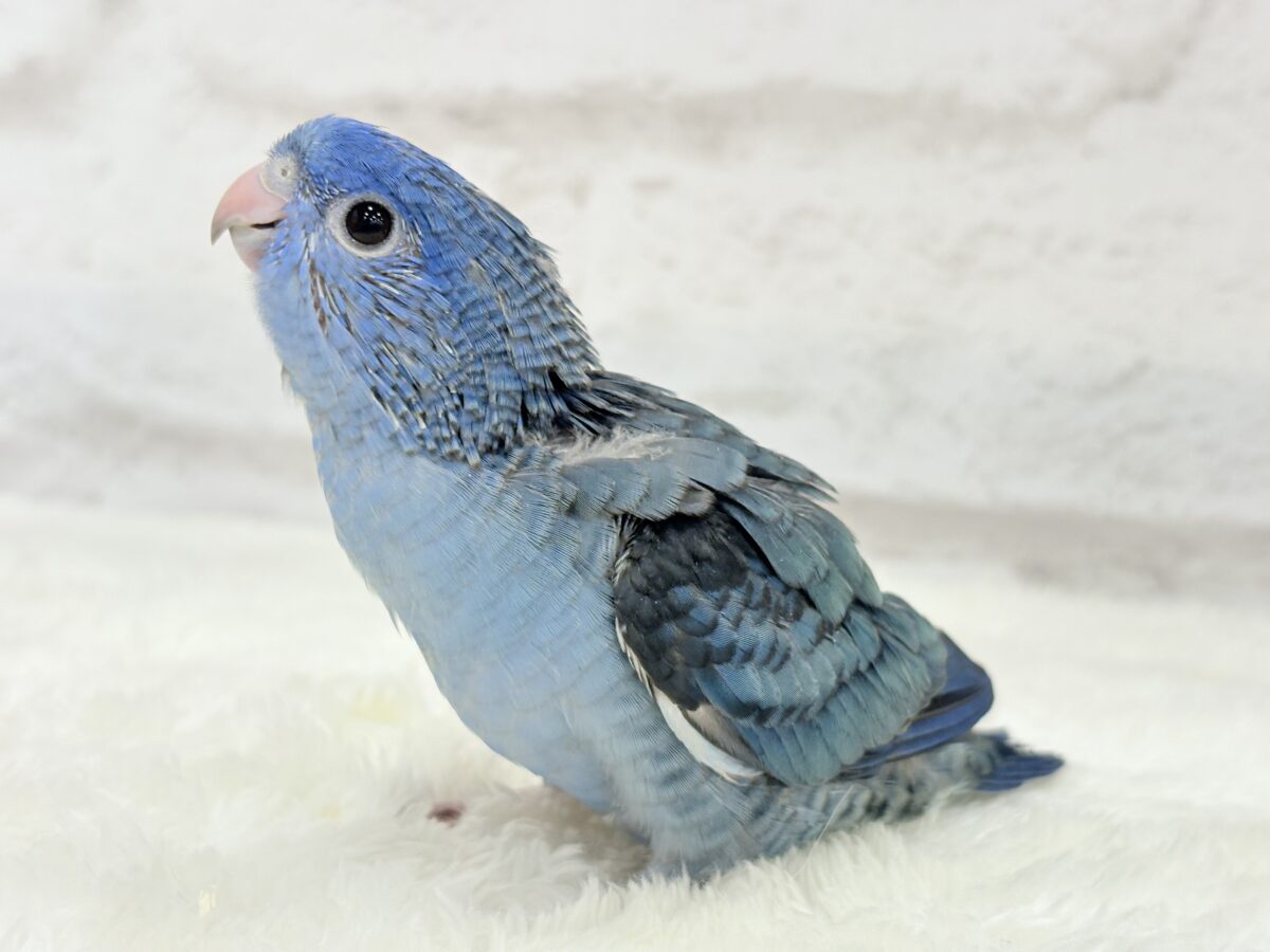 サザナミインコ