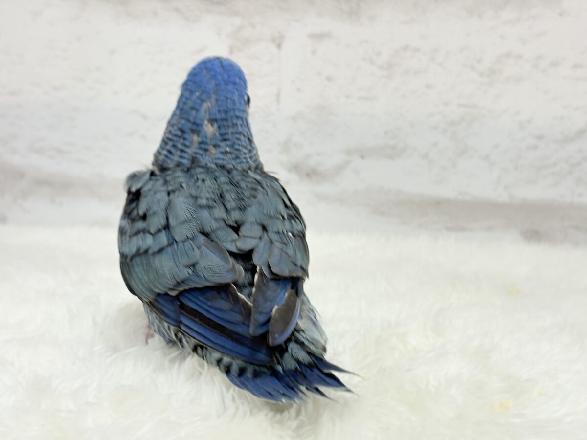 サザナミインコ