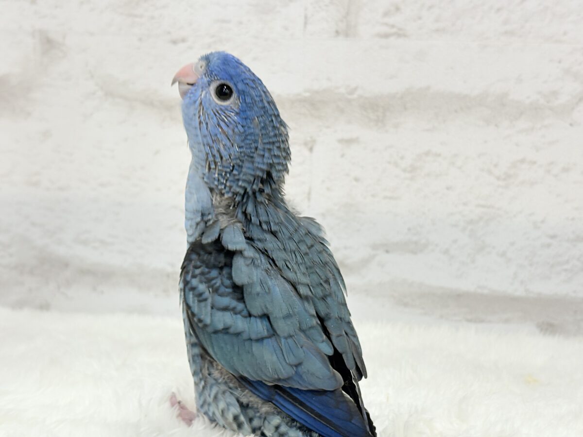 元気いっぱい☆ピーポポポ🐥🪅💙サザナミインコ(コバルト) ヒナ サザナミインコ