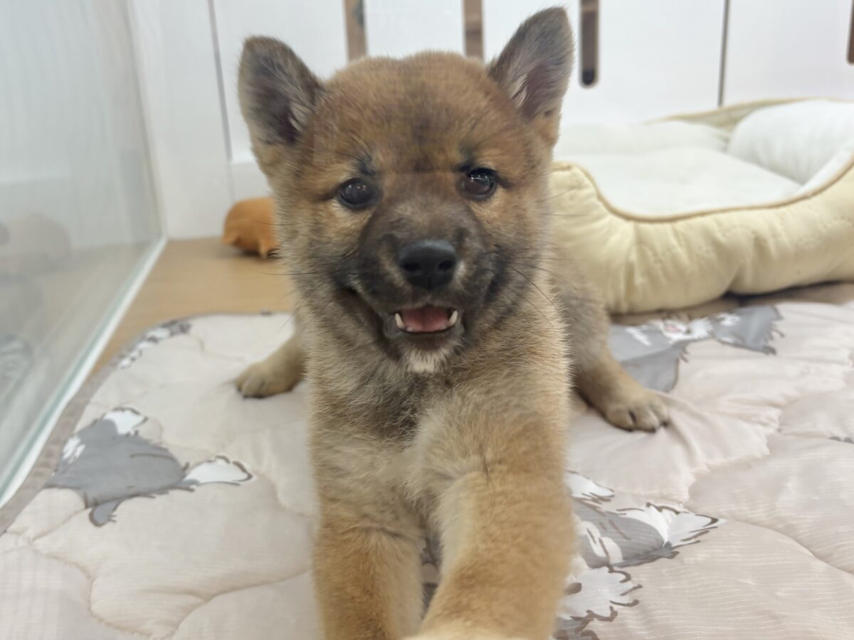 柴犬