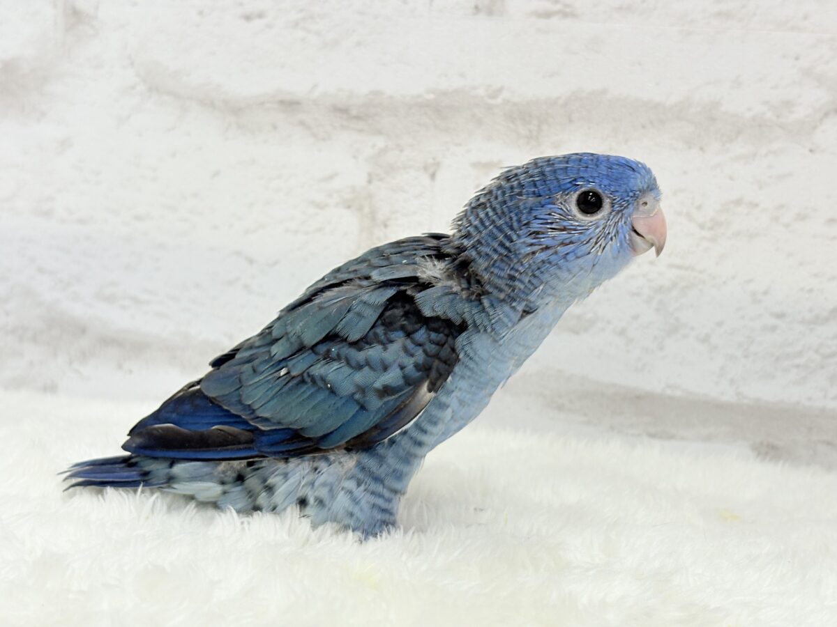 サザナミインコ