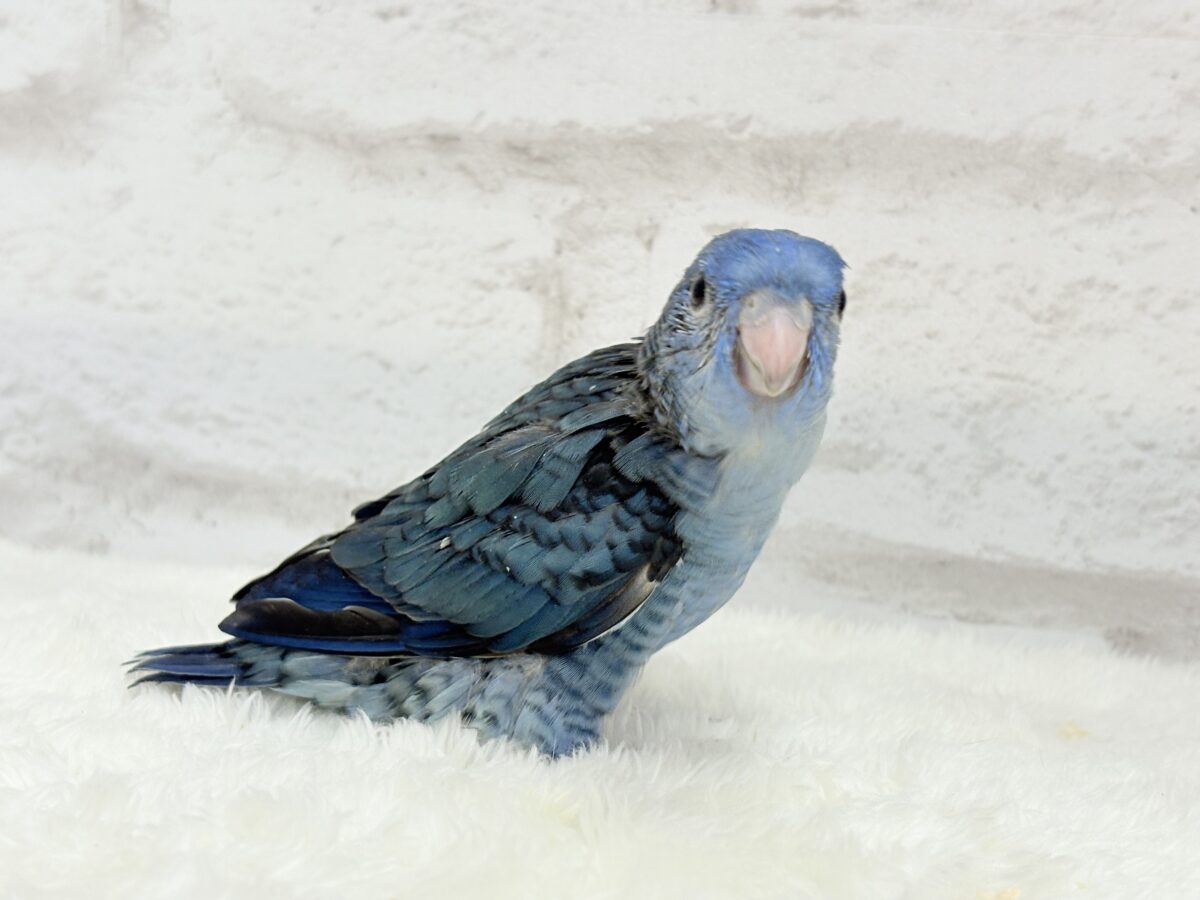 サザナミインコ
