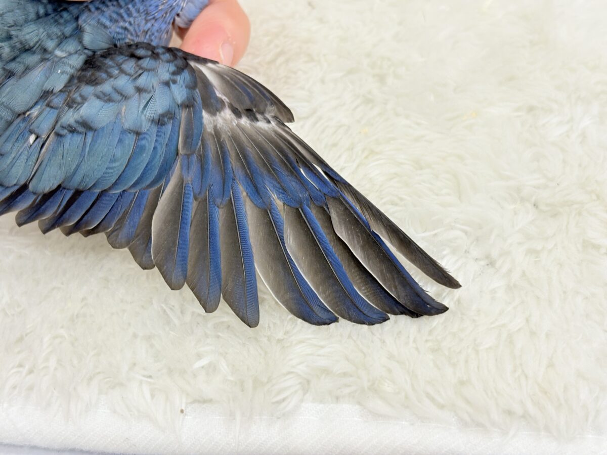 元気いっぱい☆ピーポポポ🐥🪅💙サザナミインコ(コバルト) ヒナ サザナミインコ