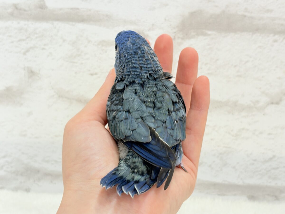 サザナミインコ