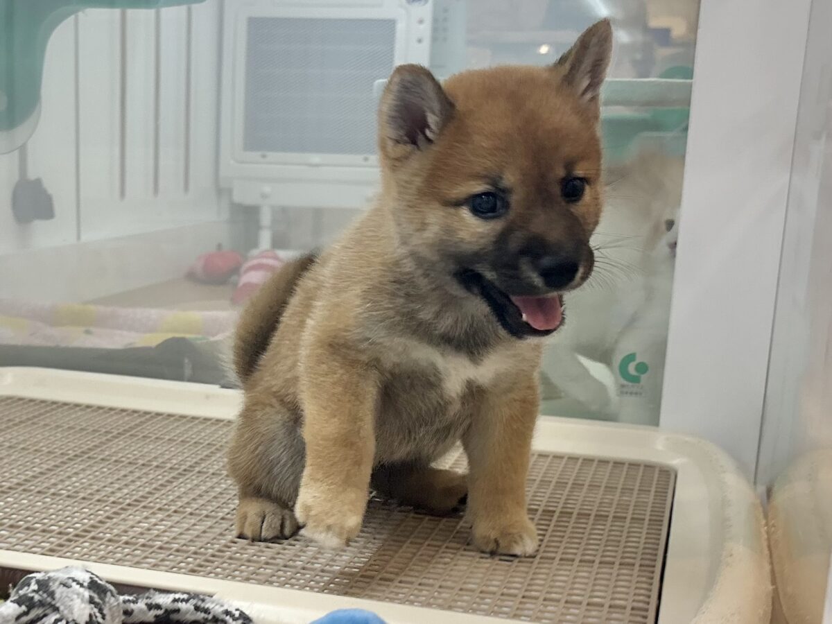 柴犬