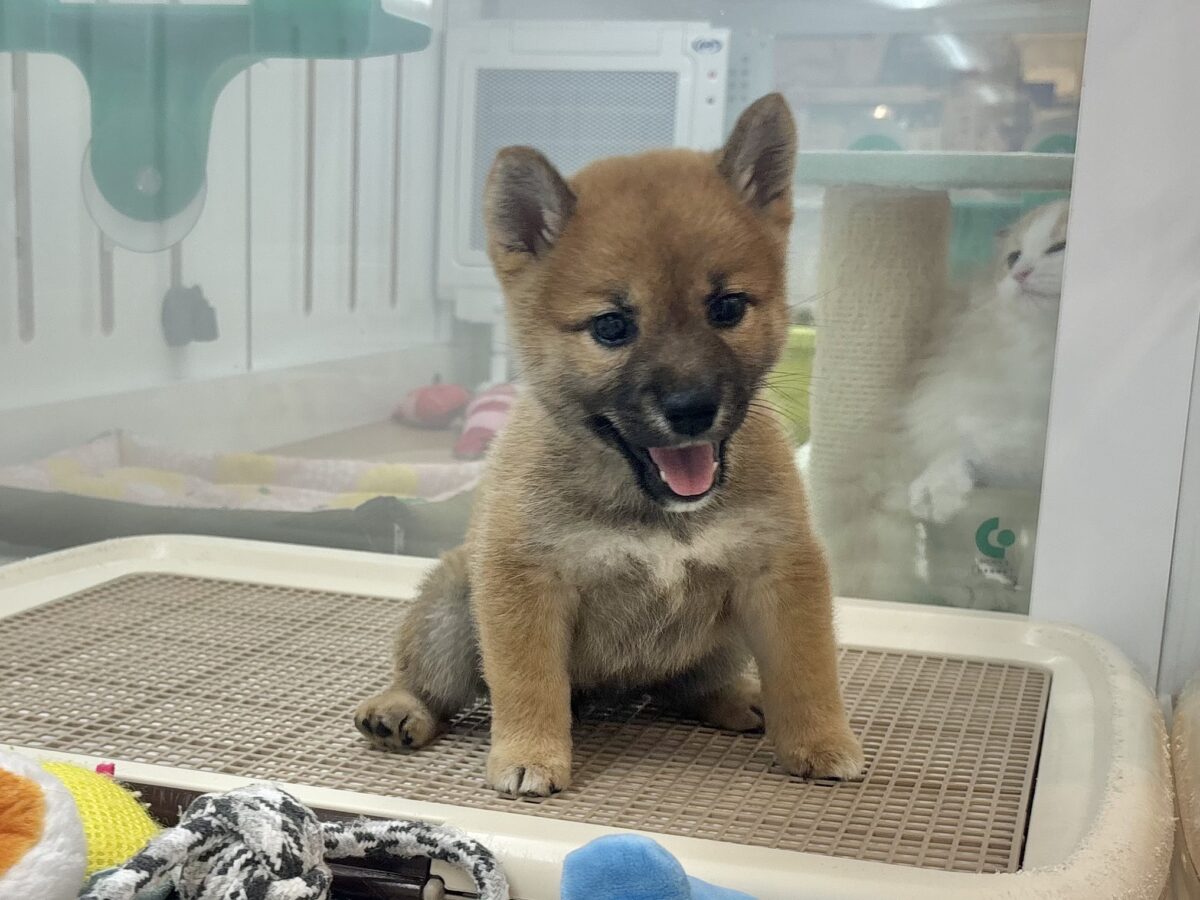 柴犬
