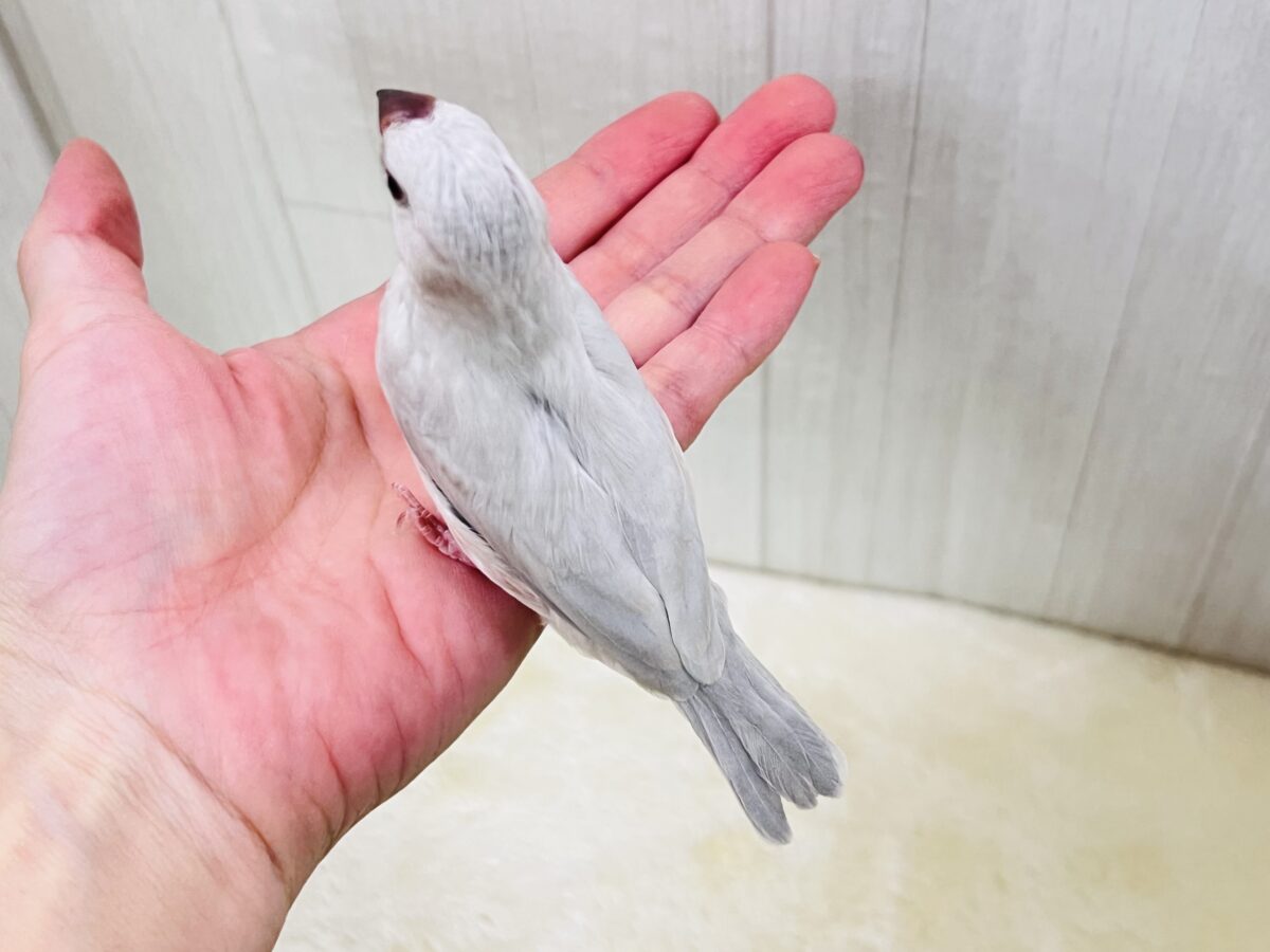 ②まだ赤ちゃん♡なんだかんだなシルバー文鳥✨ シルバー文鳥