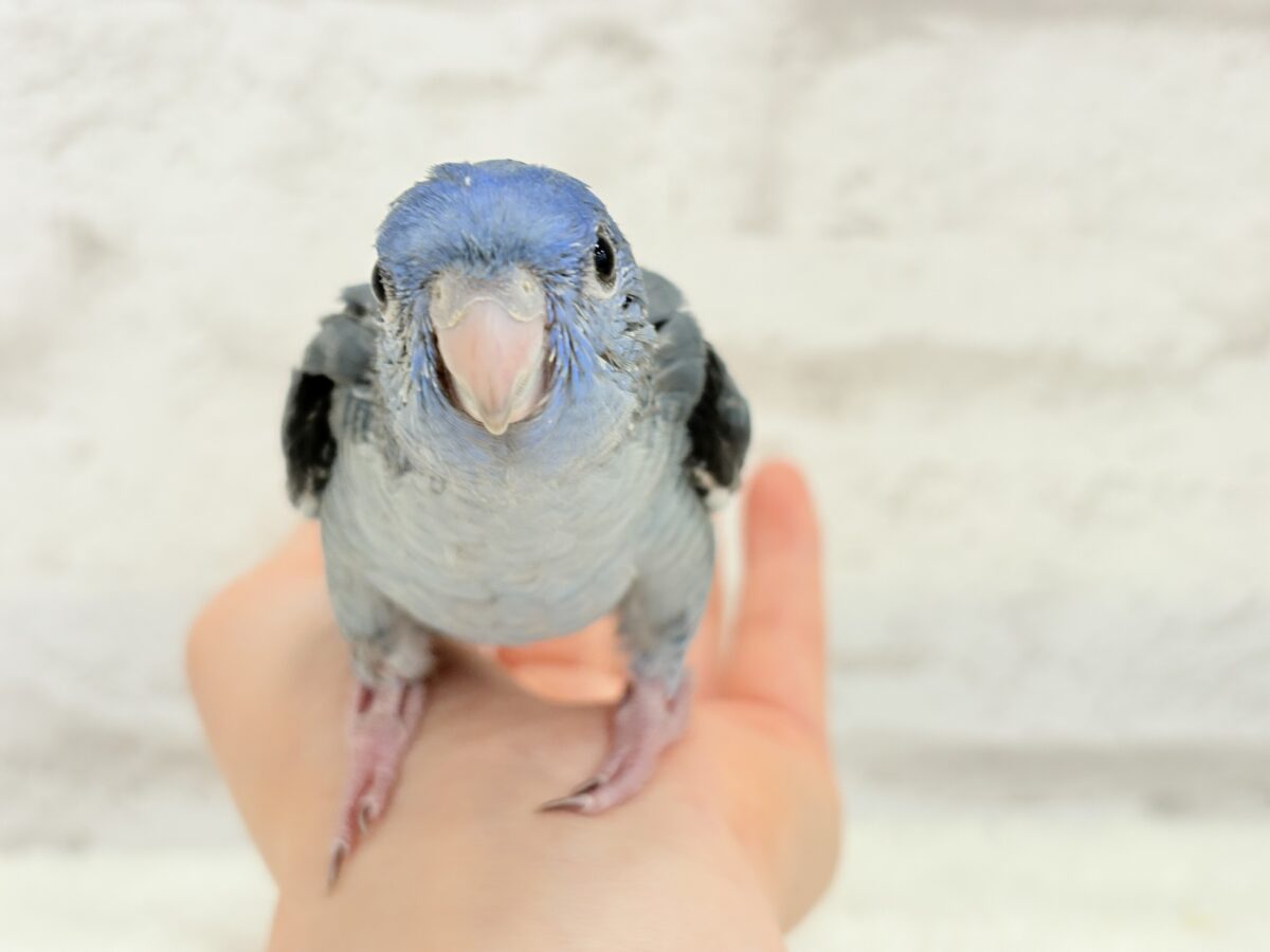 サザナミインコ